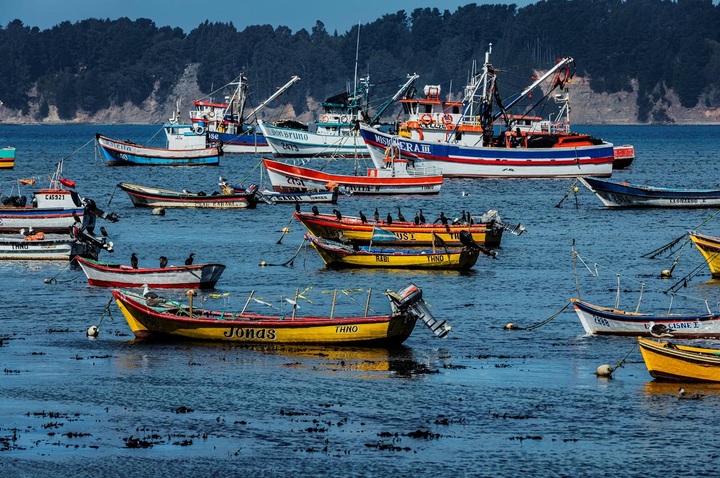 Embarcaciones en caleta del Biobío